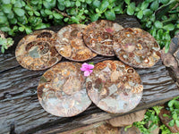 Hand Made Ammonite Coffee Table Coasters x 6 From Mahajanga, Madagascar