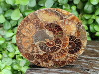 Hand Made Ammonite Coffee Table Coasters x 6 From Mahajanga, Madagascar