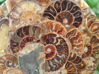 Hand Made Ammonite Coffee Table Coasters x 6 From Mahajanga, Madagascar