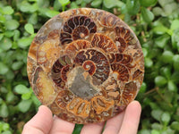 Hand Made Ammonite Coffee Table Coasters x 6 From Mahajanga, Madagascar