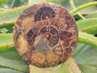 Hand Made Ammonite Coffee Table Coasters x 6 From Mahajanga, Madagascar