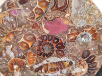 Hand Made Ammonite Coffee Table Coasters x 6 From Mahajanga, Madagascar