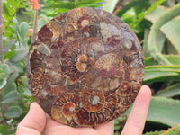 Hand Made Ammonite Coffee Table Coasters x 6 From Mahajanga, Madagascar
