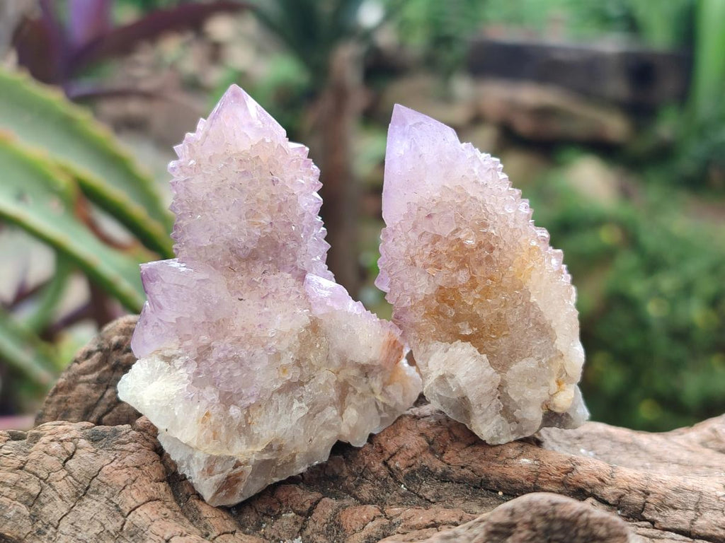 Natural Amethyst and Ametrine Spirit Crystal Clusters x 12 From Boekenhouthoek, South Africa
