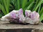 Natural Jacaranda Amethyst Crystal Clusters x 3 From Mumbwa, Zambia
