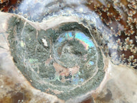 Polished Large Opalized Cleoniceras "Jigsaw" Ammonite Fossil x 1 From Tulear, Madagascar