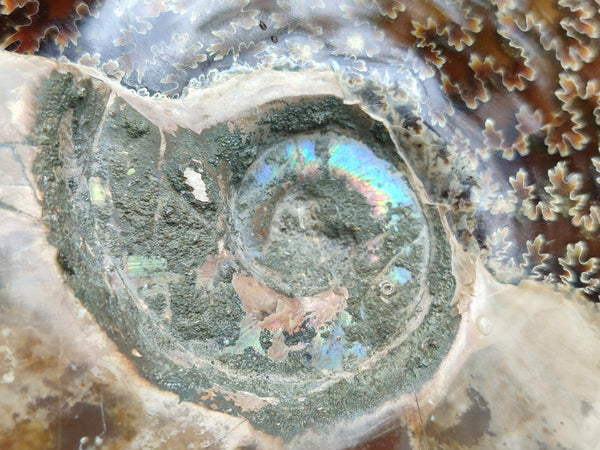 Polished Large Opalized Cleoniceras 