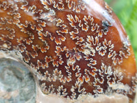 Polished Large Opalized Cleoniceras "Jigsaw" Ammonite Fossil x 1 From Tulear, Madagascar