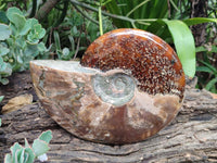 Polished Large Opalized Cleoniceras "Jigsaw" Ammonite Fossil x 1 From Tulear, Madagascar