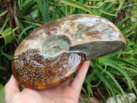 Polished Large Opalized Cleoniceras "Jigsaw" Ammonite Fossil x 1 From Tulear, Madagascar