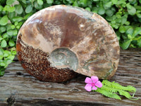Polished Large Opalized Cleoniceras "Jigsaw" Ammonite Fossil x 1 From Tulear, Madagascar