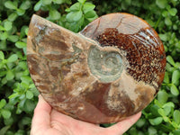 Polished Large Opalized Cleoniceras "Jigsaw" Ammonite Fossil x 1 From Tulear, Madagascar