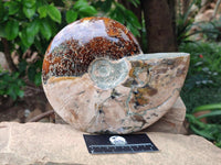 Polished Large Opalized Cleoniceras "Jigsaw" Ammonite Fossil x 1 From Tulear, Madagascar
