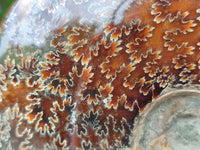 Polished Large Opalized Cleoniceras "Jigsaw" Ammonite Fossil x 1 From Tulear, Madagascar