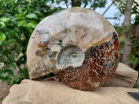 Polished Large Opalized Cleoniceras "Jigsaw" Ammonite Fossil x 1 From Tulear, Madagascar
