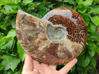 Polished Large Opalized Cleoniceras "Jigsaw" Ammonite Fossil x 1 From Tulear, Madagascar