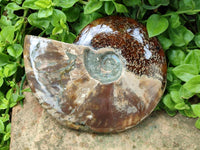 Polished Large Opalized Cleoniceras "Jigsaw" Ammonite Fossil x 1 From Tulear, Madagascar