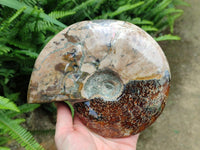 Polished Large Opalized Cleoniceras "Jigsaw" Ammonite Fossil x 1 From Tulear, Madagascar
