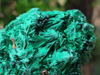 Natural Silky Malachite Specimens x 6 From Kasompe, Congo