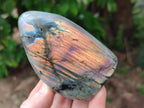 Polished Rare Purple Sunset Flash Labradorite Standing Free Forms x 6 From Tulear, Madagascar