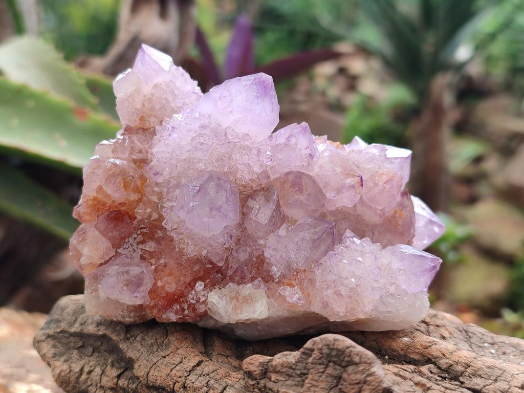 Natural Drusy Coated Spirit Amethyst and Ametrine Clusters x 3 From Boekenhouthoek, South Africa