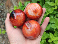 Polished Carnelian Gemstone Spheres x 6 From Madagascar