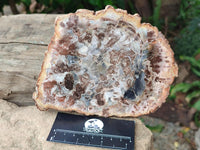 Polished Podocarpus Petrified Wood Slices x 6 From Mahajanga, Madagascar