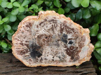 Polished Podocarpus Petrified Wood Slices x 6 From Mahajanga, Madagascar