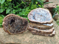 Polished Podocarpus Petrified Wood Slices x 6 From Mahajanga, Madagascar