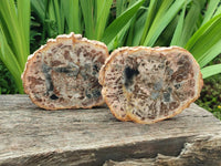 Polished Podocarpus Petrified Wood Slices x 6 From Mahajanga, Madagascar