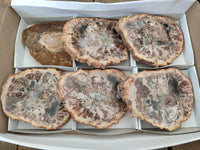 Polished Podocarpus Petrified Wood Slices x 6 From Mahajanga, Madagascar