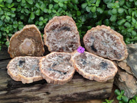 Polished Podocarpus Petrified Wood Slices x 6 From Mahajanga, Madagascar