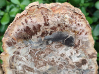 Polished Podocarpus Petrified Wood Slices x 6 From Mahajanga, Madagascar