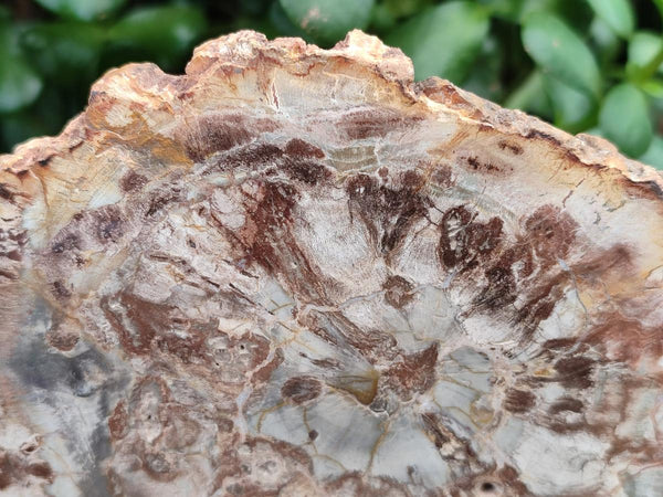 Polished Podocarpus Petrified Wood Slices x 6 From Mahajanga, Madagascar