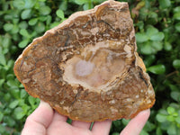 Polished Podocarpus Petrified Wood Slices x 6 From Mahajanga, Madagascar