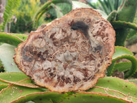 Polished Podocarpus Petrified Wood Slices x 6 From Mahajanga, Madagascar