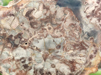 Polished Podocarpus Petrified Wood Slices x 6 From Mahajanga, Madagascar