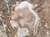 Polished Podocarpus Petrified Wood Slices x 6 From Mahajanga, Madagascar