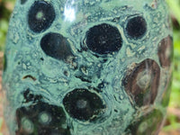 Polished Stromatolite Standing Free Forms x 3 From Katsepy, Madagascar