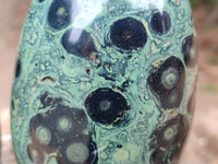 Polished Stromatolite Standing Free Forms x 3 From Katsepy, Madagascar