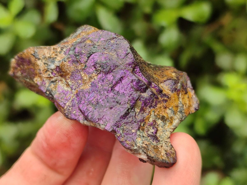 Natural Metallic Cobbed Purpurite Specimens x 12 From Erongo, Namibia