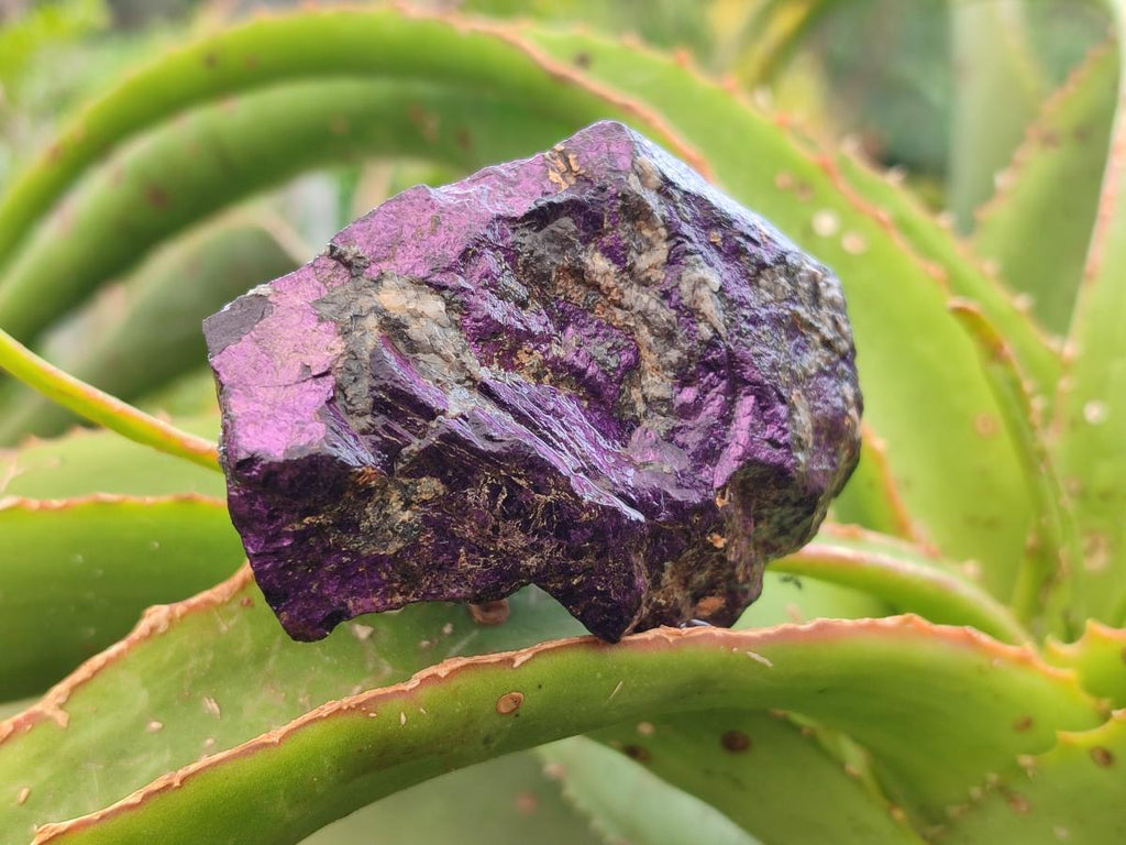 Natural Metallic Cobbed Purpurite Specimens x 12 From Erongo, Namibia
