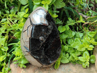 Polished Septerye Sauvage "Dragons Egg" Geode x 1 From Mahajanga, Madagascar