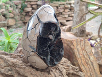 Polished Septerye Sauvage "Dragons Egg" Geode x 1 From Mahajanga, Madagascar
