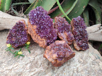 Natural Dark Purple Amethyst Quartz Crystal Plates x 5 From Boekenhouthoek, South Africa