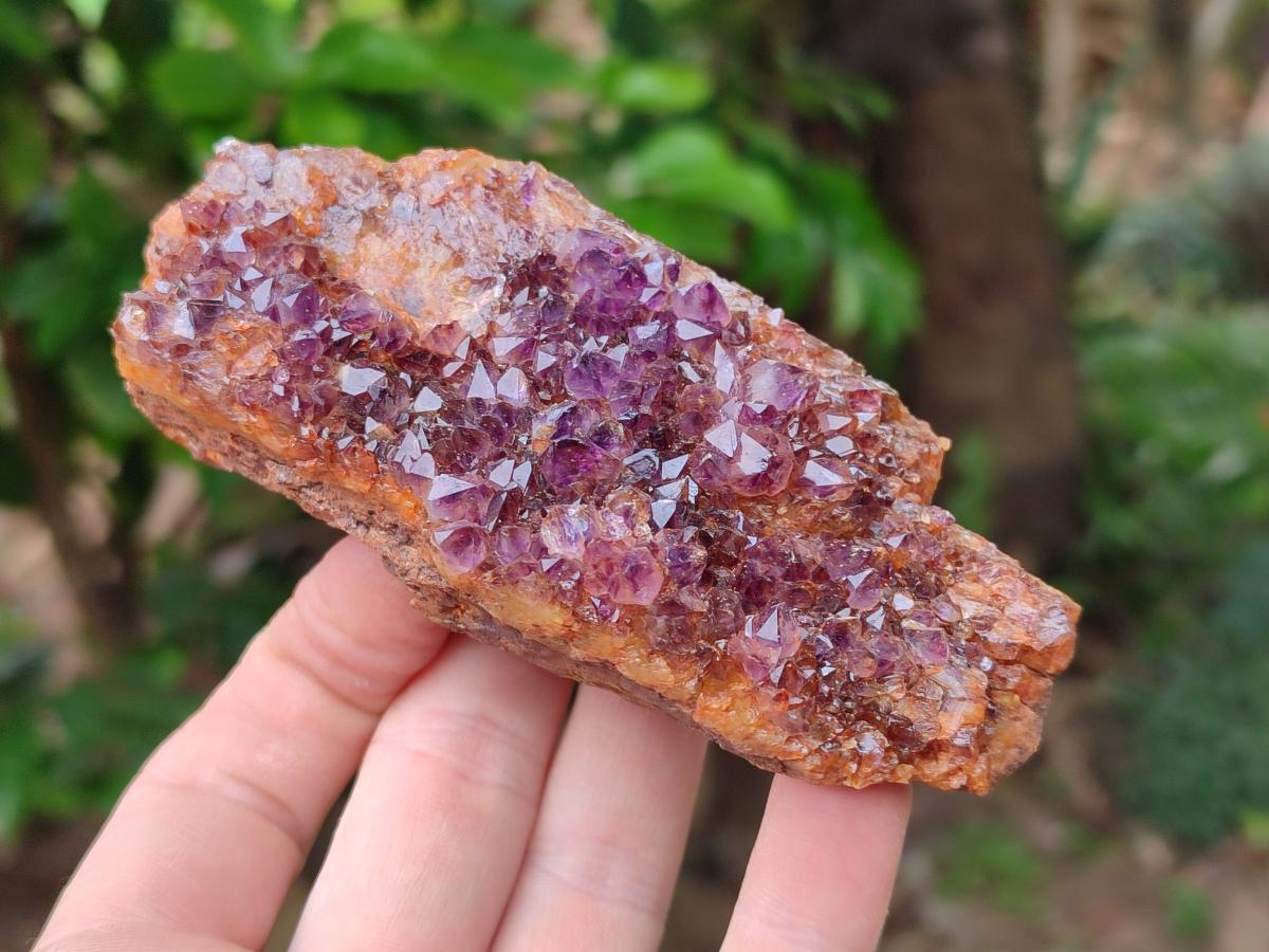 Natural Dark Purple Amethyst Quartz Crystal Plates x 5 From Boekenhouthoek, South Africa