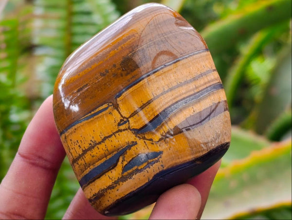 Polished Jumbo Golden Tigers Eye with Banded Iron Stone Free Forms x 12 From Prieska, South Africa
