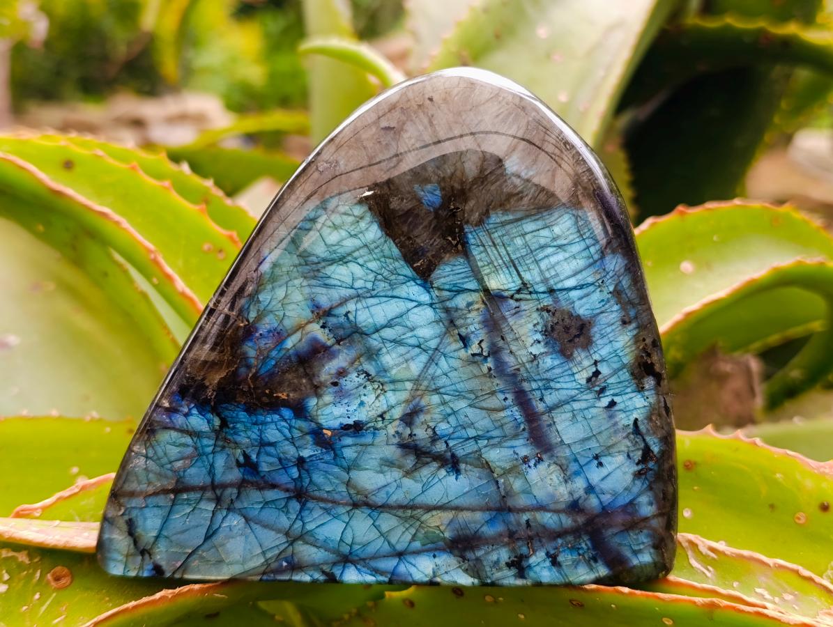 Polished Labradorite Standing Free Forms x 3 From Tulear, Madagascar