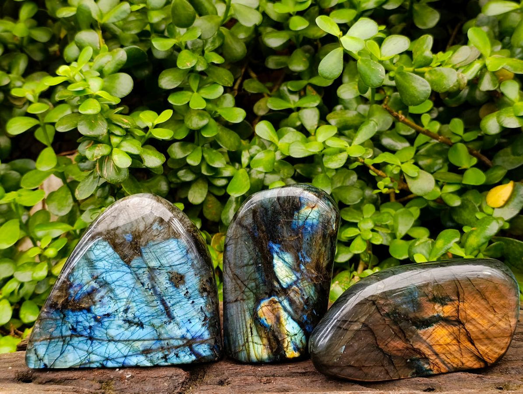 Polished Labradorite Standing Free Forms x 3 From Tulear, Madagascar
