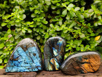 Polished Labradorite Standing Free Forms x 3 From Tulear, Madagascar